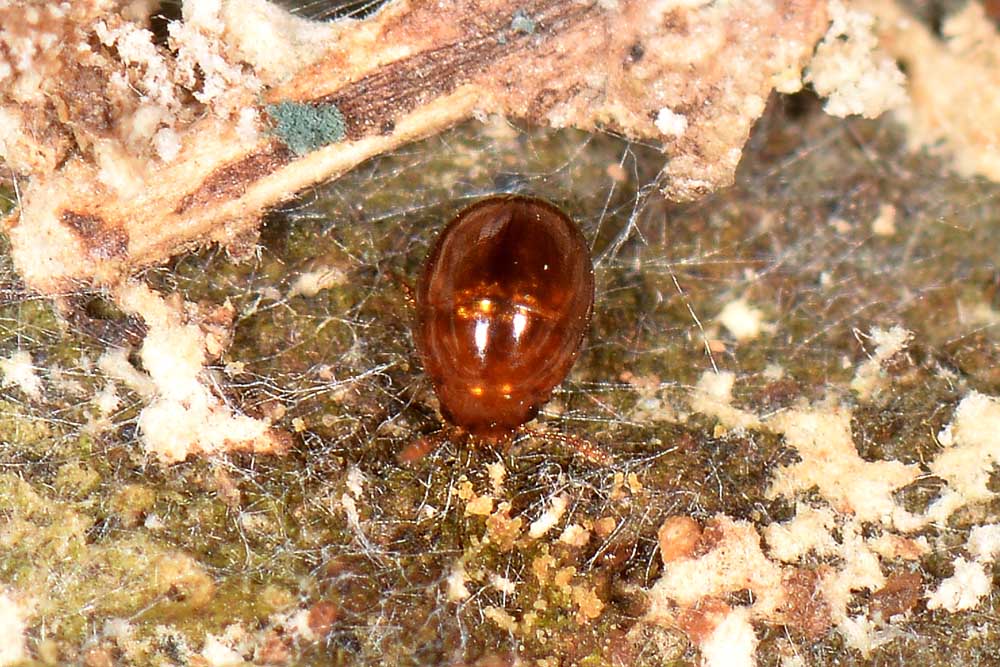 Leiodidae: Colenis sp.